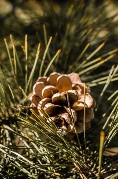 Pine cone on a green background Stock Photos