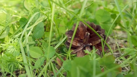 Pine cone in green grass close-up. Summer forest. Slow motion Stock Footage 139405605