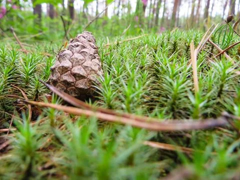 Pine cone on green moss in forest natural close up setting Stock Photos