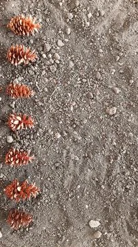 Pine cone on grey sandy background Stock Photos