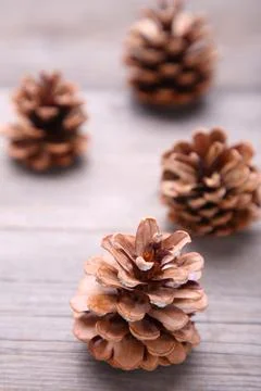 Pine cone on a grey wooden background Stock Photos