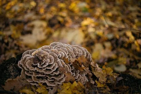 Pine cone on the ground in autumn forest. Selective focus. Stock Photos