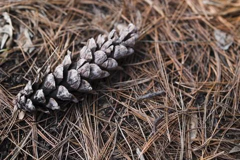 Pine cone on ground . close up view Foto stock