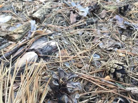 Pine cone on ground in a forest during autumn Stock Photos