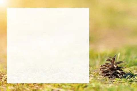 Pine cone on ground with grass Stock Photos