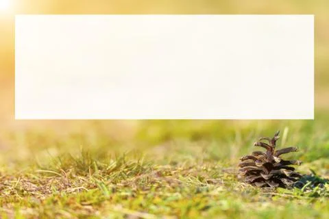 Pine cone on ground with grass Stock Photos
