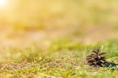 Pine cone on ground with grass Stock Photos