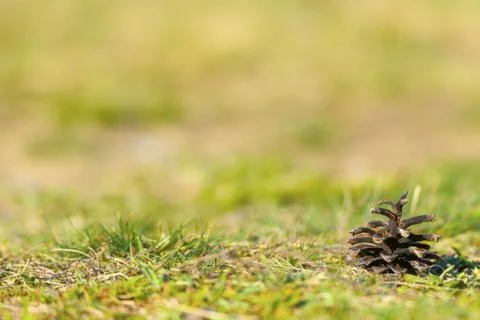 Pine cone on ground with grass Stock Photos