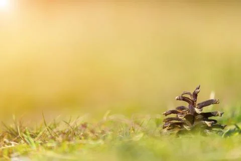 Pine cone on ground with grass Stock Photos