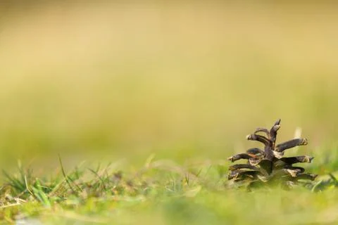Pine cone on ground with grass Stock Photos