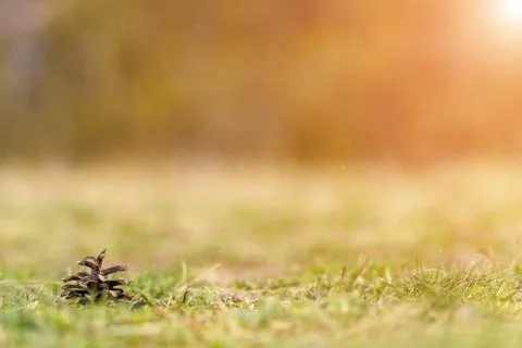 Pine cone on ground with grass Stock Photos