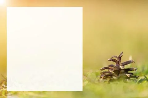 Pine cone on ground with grass Stock Photos