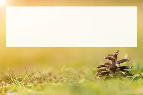 Pine cone on ground with grass Foto stock
