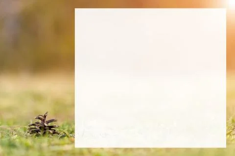 Pine cone on ground with grass Stock Photos