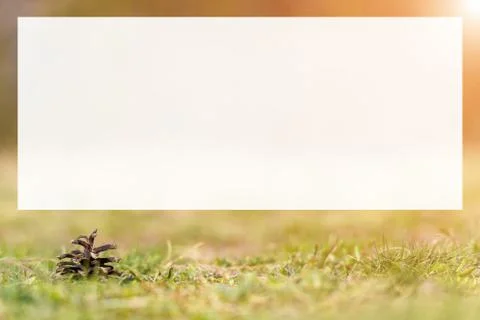 Pine cone on ground with grass Stock Photos