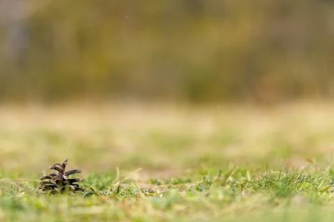 Pine cone on ground with grass Foto stock