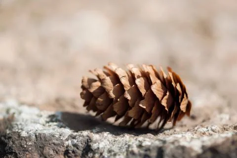 Pine Cone On Ground Stock-Fotos