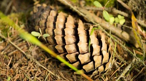 A pine cone on the ground Stock Photos