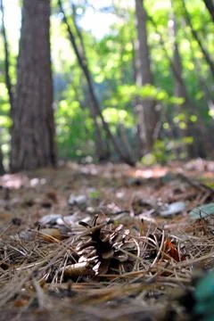 Pine cone on ground Stock Photos