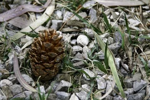 Pine cone on the ground.Natural backgrounds Stock Photos