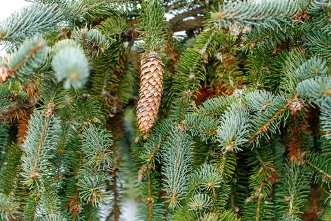 Pine cone growing on evergreen spruce tree branch Stock Photos