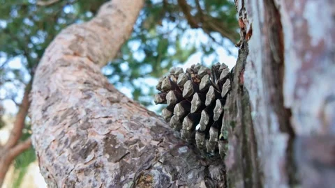 Pine Cone Growing On Textured Tree Bark Stock Footage 340514742