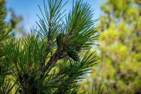 Pine cone growing on a tree in Malaga, Spain, Europe Stock Photos