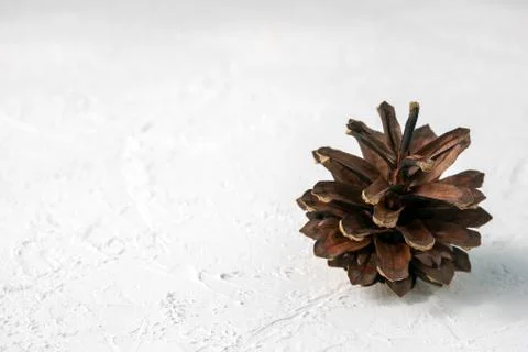 Pine cone half on white textured background Stock Photos