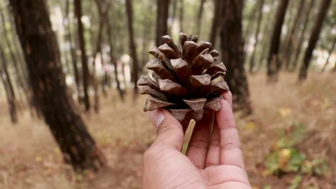 Pine cone in hand Stockbeeldmateriaal 121951607