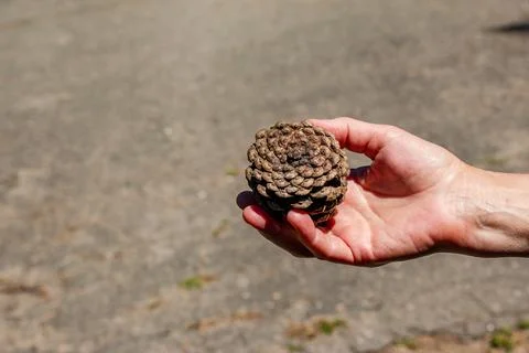 Pine cone in hand with nature background. Esoteric natural flower of life. Th Stock Photos