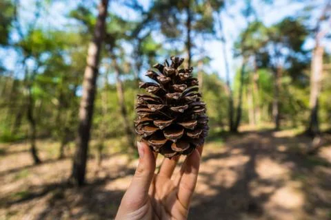 Pine cone in hand Stock Photos