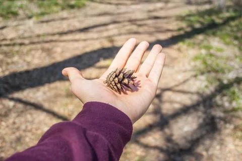 Pine cone in hand Stock Photos