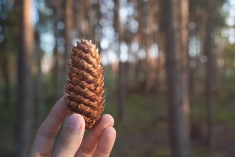Pine cone in the hand. Point of view. Sunshine. Stock-Fotos