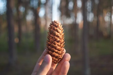 Pine cone in the hand. Sunlight. Blurred background. Stock-Fotos