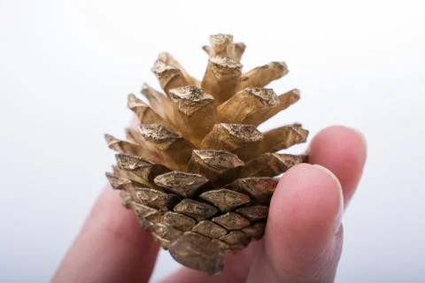 Pine cone in hand on a white background Stock Photos