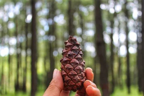 Pine cone in the hands Stock Photos