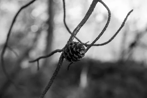 A pine cone is hanging from a tree branch 스톡 사진
