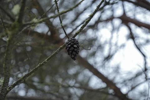 Pine Cone Hanging on Tree Branch in Forest Stock Photos