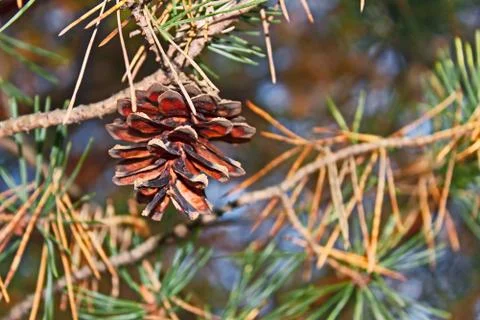 Pine cone hanging on a tree Stock Photos