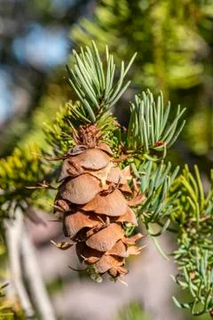 Pine cone hanging from tree Stock Photos