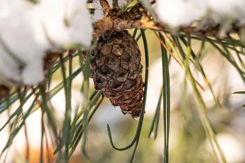 A pine cone hangs on a branch covered with snow. Stock Photos