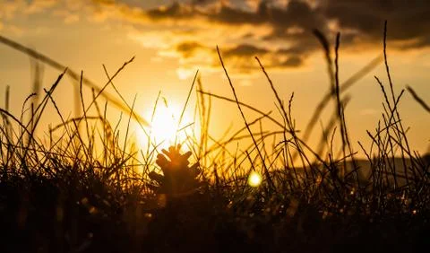 A pine cone that has fallen from a tree lies in the grass 스톡 사진