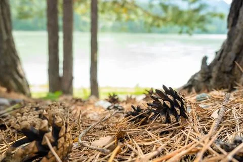 A pine cone that has fallen from a tree lies on the dry grass Stock Photos