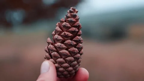 Pine Cone Held in Hand Close Up Nature Detail Stock Footage 302629216
