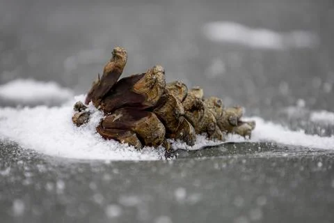 Pine cone on ice. Blurred background. Stock Photos