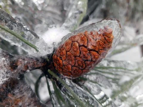 Pine cone in ice in winter close up Stock Photos