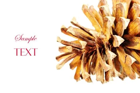 Pine cone Stock Illustration