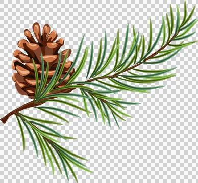 Pine cone illustration, green forest and holiday element for Christmas card.. Stock Illustration