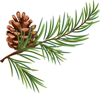 Pine cone illustration, green forest and holiday element for Christmas card.. Stock Illustration