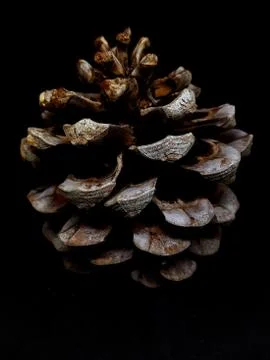 Pine cone isolated on black background Stock Photos